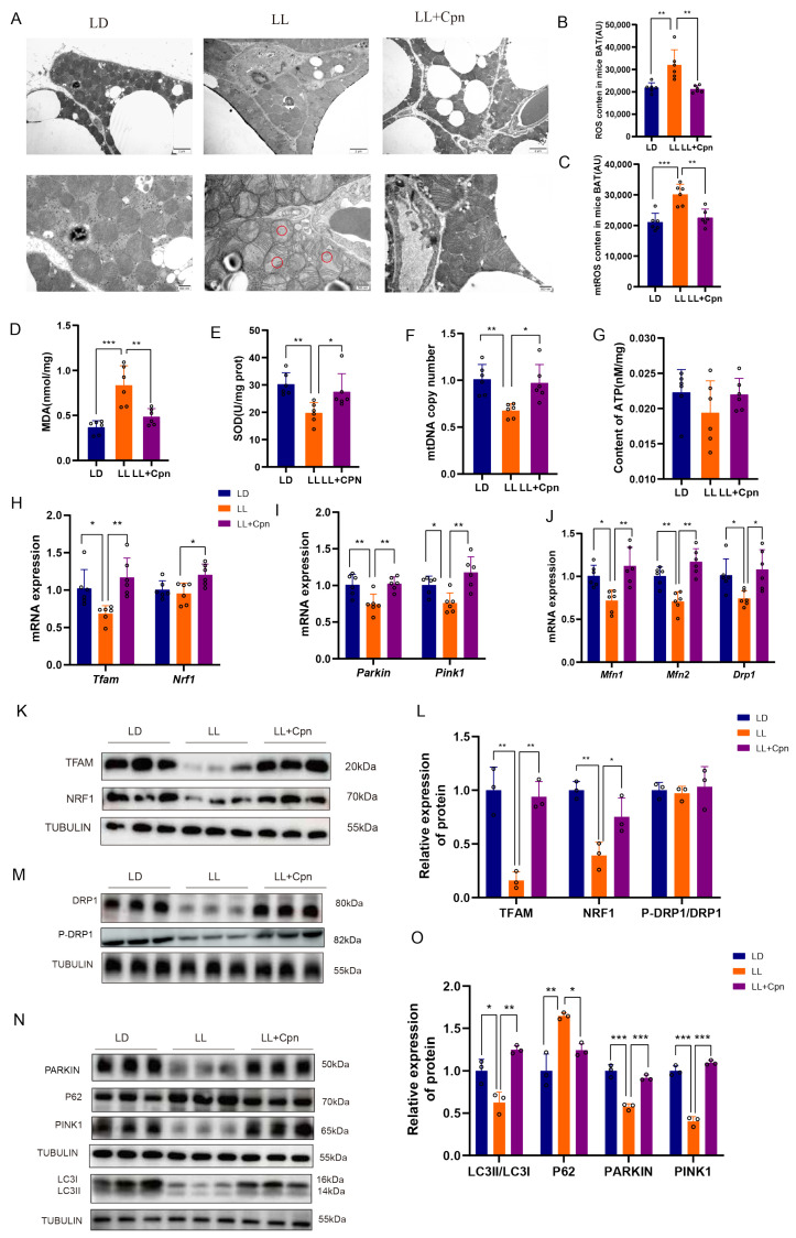 Cordycepin comprehensively restores mitochondrial quality control and homeostasis in the brown adipose tissue of mice exposed to constant light. ( A ) Representative transmission electron microscopy (TEM) images showing mitochondrial ultrastructure. Circles highlight damaged mitochondria exhibiting fragmented cristae and vacuolization. Scale bars: 2 um (upper) and 500 nm (lower). ( B ) Quantification of total reactive oxygen species (ROS); ( C ) mitochondrial ROS (mtROS); ( D ) lipid peroxidation product malondialdehyde (MDA); ( E ) total superoxide dismutase (SOD) enzymatic activity; ( F ) relative mitochondrial DNA (mtDNA) copy number; ( G ) total ATP content in BAT homogenates. ( H - J ) relative mRNA expression of genes related to biogenesis (Nrf1, Tfam), mitophagy (Pink1, Parkin) and genes regulating mitochondrial dynamics (Mfn1, Mfn2, Drp1); ( K - O ) representative Western blot and corresponding densitometric quantifications showing protein levels of NRF1, TFAM, total DRP1, and p-DRP1 Ser616 ( K - M ), and markers of mitophagic flux including the LC3-II/LC3-I and p62 degradation ( N , O ). Tubulin was used as a loading control for Western blots. Data are presented as mean +/- SD with individual data points shown (n = 6 mice per group for physiological and molecular assays; n = 3 mice per group for Western blot). Statistical significance was determined by one-way ANOVA followed by Tukey's post hoc test (* p < 0.05, ** p < 0.01, *** p < 0.001).