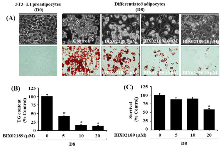 BIX02189 suppresses adipocyte differentiation and lipid accumulation in 3T3-L1 cells in a dose-dependent manner. (A) Representative phase-contrast and Oil Red O-stained images of 3T3-L1 cells. Preadipocytes (D0) were induced to differentiate and treated with BIX02189 (0, 5, 10, and 20 uM) throughout the differentiation period (D0-D8). Control cells exhibited extensive lipid droplet formation, whereas BIX02189 treatment reduced lipid accumulation in a concentration-dependent manner. (B) Quantitative analysis of intracellular triglyceride (TG) content in differentiated 3T3-L1 adipocytes. TG levels were significantly decreased following BIX02189 treatment in a dose-dependent manner. (C) Cell viability of 3T3-L1 cells treated with BIX02189 for 8 days. Cell survival was expressed as a percentage of the control group. BIX02189 at 5 and 10 uM had minimal effects on cell viability, whereas a moderate reduction was observed at 20 uM. Data are presented as mean +/- SE from at least three independent experiments. * p < 0.05 versus control.