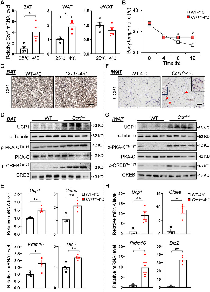 Deficiency of Ccr1 increases adaptive thermogenesis of cold-stimulated mice. (A) Relative mRNA expression of Ccr1 in the adipose tissues of 4°C-stimulated mice (n = 4). (B) Rectal temperature of mice (n = 4). (C) Uncoupling protein 1 (UCP1)-stained brown adipose tissue (BAT) sections of mice (n = 4). Scale bars = 100 um. (D) Immunoblots of UCP1, p-PKA-C and p-CREB and their total proteins in BAT of 4°C-stimulated mice (n = 4). (E) Relative mRNA levels of thermogenic genes in BAT of mice (n = 4). (F) UCP1-stained inguinal white adipose tissue (iWAT) sections of mice (n = 4). Scale bars = 100 um. (G) Immunoblots of UCP1, p-PKA-C and p-CREB and their total proteins in iWAT of mice (n = 4). (H) Relative mRNA levels of thermogenic genes in iWAT of 4°C-stimulated mice (n = 4). Data are presented as mean +/- SEM. (B-H) Two-tailed Student's t-test. *p < .05, **p < .01.