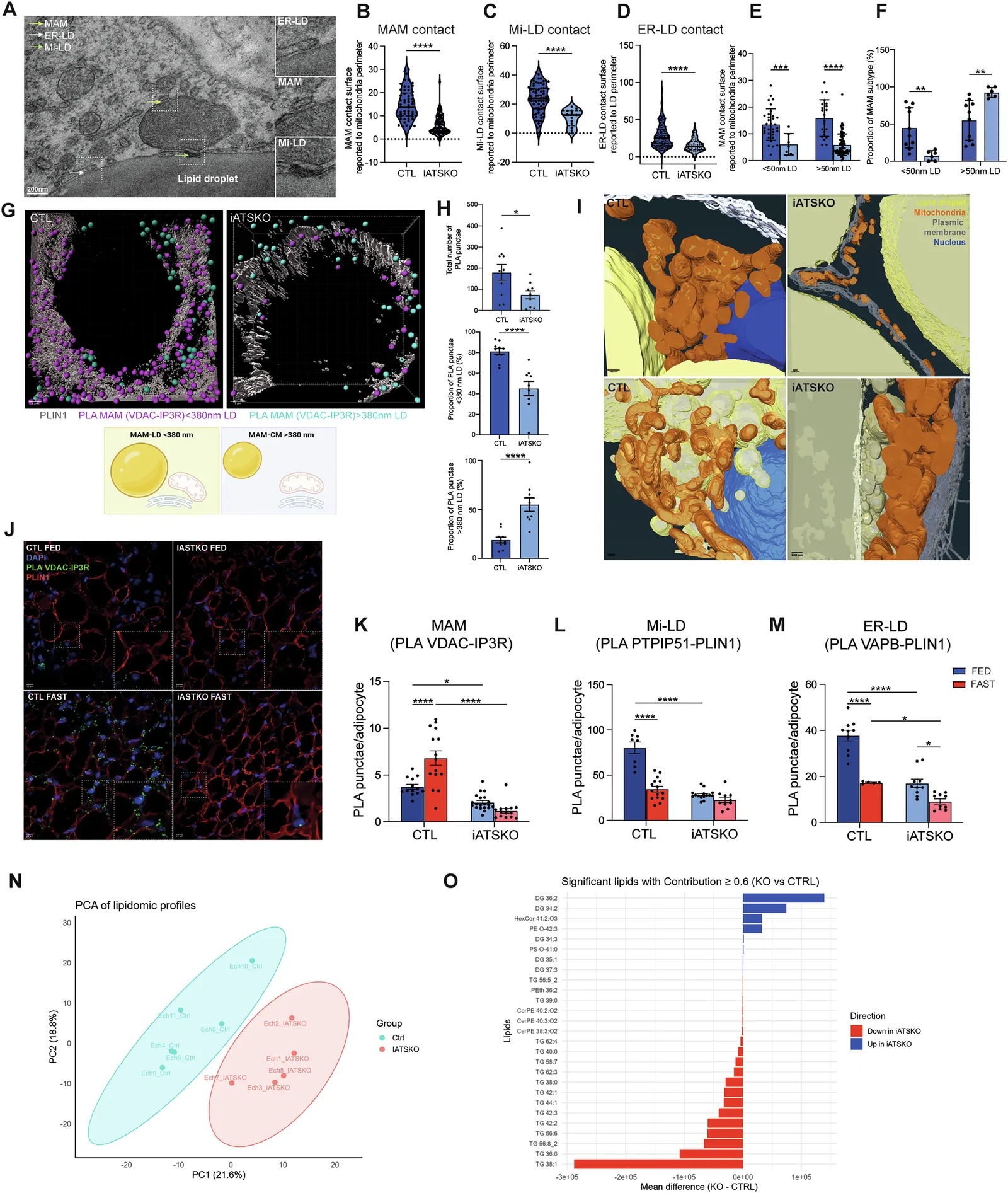 MAM-LD architecture is strongly altered in the inguinal adipose tissue of Seipin-deficient mice. (A-D) Inguinal adipose tissue was collected from Bscl2 lox/lox (Control) and Bscl2 lox/lox ERT2-Adipoq-Cre (iATSKO) mice in the random-fed state, 14 days after tamoxifen injection (100 mg/kg). Transmission electron microscopy (TEM) images were analyzed, and the contact surface areas of mitochondria-associated membranes (MAMs), mitochondria-lipid droplet (Mi-LD), and endoplasmic reticulum-lipid droplet (ER-LD) interfaces were quantified. (E-F) MAM subpopulations were quantified according to their proximity to lipid droplets: MAM-LD (< 50 nm from LDs) and MAM-CM (> 50 nm from LDs). (G, H) MAM abundance was quantified using proximity ligation assay (PLA) for IP3R and VDAC, combined with PLIN1 immunofluorescence and structured illumination microscopy (SIM). Representative images show PLIN1 (gray), MAM-LD (magenta), and MAM-CM (pink) (G). (I) Representative focused ion beam-scanning electron microscopy (FIB-SEM) images of adipose tissue sections from Control and iATSKO mice. Organelle segmentation shows mitochondria (orange), lipid droplets (yellow), nucleus (blue), and plasma membrane (white). (J-M) Cryopreserved subcutaneous adipose tissue from Control and iATSKO mice in the fed or 18 h fasted state was analyzed by PLIN1 immunofluorescence (J). PLA was used to quantify MAMs (VDAC/IP3R; K), Mi-LD contacts (PTPIP51/PLIN1; L), and ER-LD contacts (VAPB/PLIN1; M).