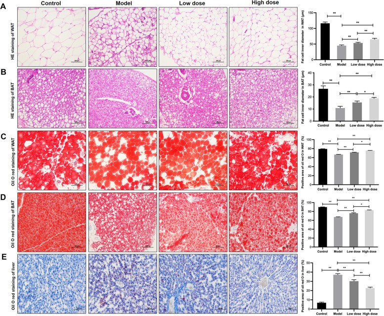 H&E staining of white adipose tissue from a murine heart failure model. Large unilocular adipocytes with peripheral flattened nuclei are clearly visible. Section from vehicle-treated control animals.