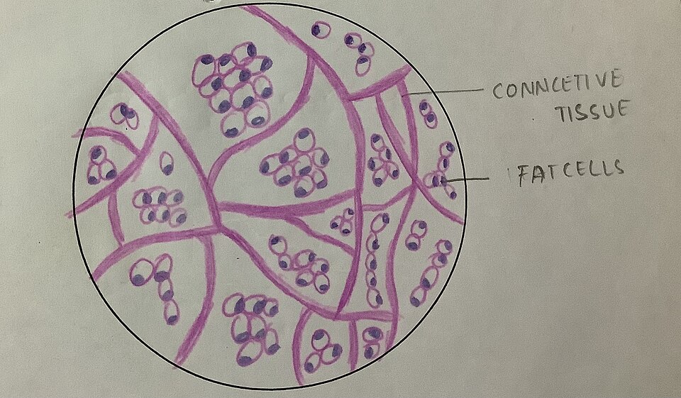 White adipose tissue, hematoxylin and eosin stain; unilocular adipocytes with peripheral nuclei, fine connective tissue septa