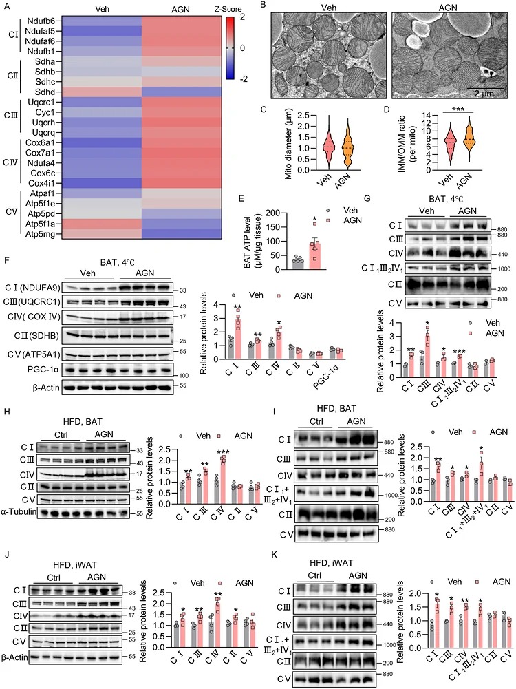Agnuside reinforces mitochondrial respiratory complex assembly and cristae architecture in thermogenic adipose tissue. (A) Heatmap of protein abundance in BAT from mice exposed to acute cold (4 degrees C, 5 h). Eight-week-old male C57BL/6J mice received daily intraperitoneal injections of AGN (7.5 mg/kg) for 4 weeks before cold exposure. Proteomic data were z-score-normalized and visualized as heatmaps ( n = 4 per group). (B) Representative transmission electron microscopy (TEM) images of BAT mitochondria from mice treated as in (A). Scale bar, 2 um. (C,D) Quantification of mitochondrial diameter (C) and cristae abundance (D) from TEM images shown in (B). n = 300 mitochondria each group in (C), and n = 80 mitochondria each group in (D). (E) ATP content in BAT tissues from mice treated as in (A) ( n = 5 per group). (F) Western blot analysis of representative subunits of mitochondrial respiratory complexes in BAT from mice treated as in (A), with densitometric quantification on the right ( n = 4 per group). (G) Blue native-PAGE (BNPAGE) analysis of isolated BAT mitochondria from mice in (A), with quantification of respiratory complexes shown below ( n = 3 per group). (H,J) Western blot analysis of representative subunits of mitochondrial respiratory complexes in BAT (H) and iWAT (J) from HFD-fed mice treated with AGN, with quantification shown on the right ( n = 4 per group). (I,K) BN-PAGE analysis of mitochondria isolated from BAT (I) and iWAT (K) from HFD-fed mice treated with AGN, with quantification shown on the right ( n = 3 per group). Data, except for panels (A,C,D), are presented as mean +/- SEM. * p < 0.05, ** p < 0.01, *** p < 0.001.