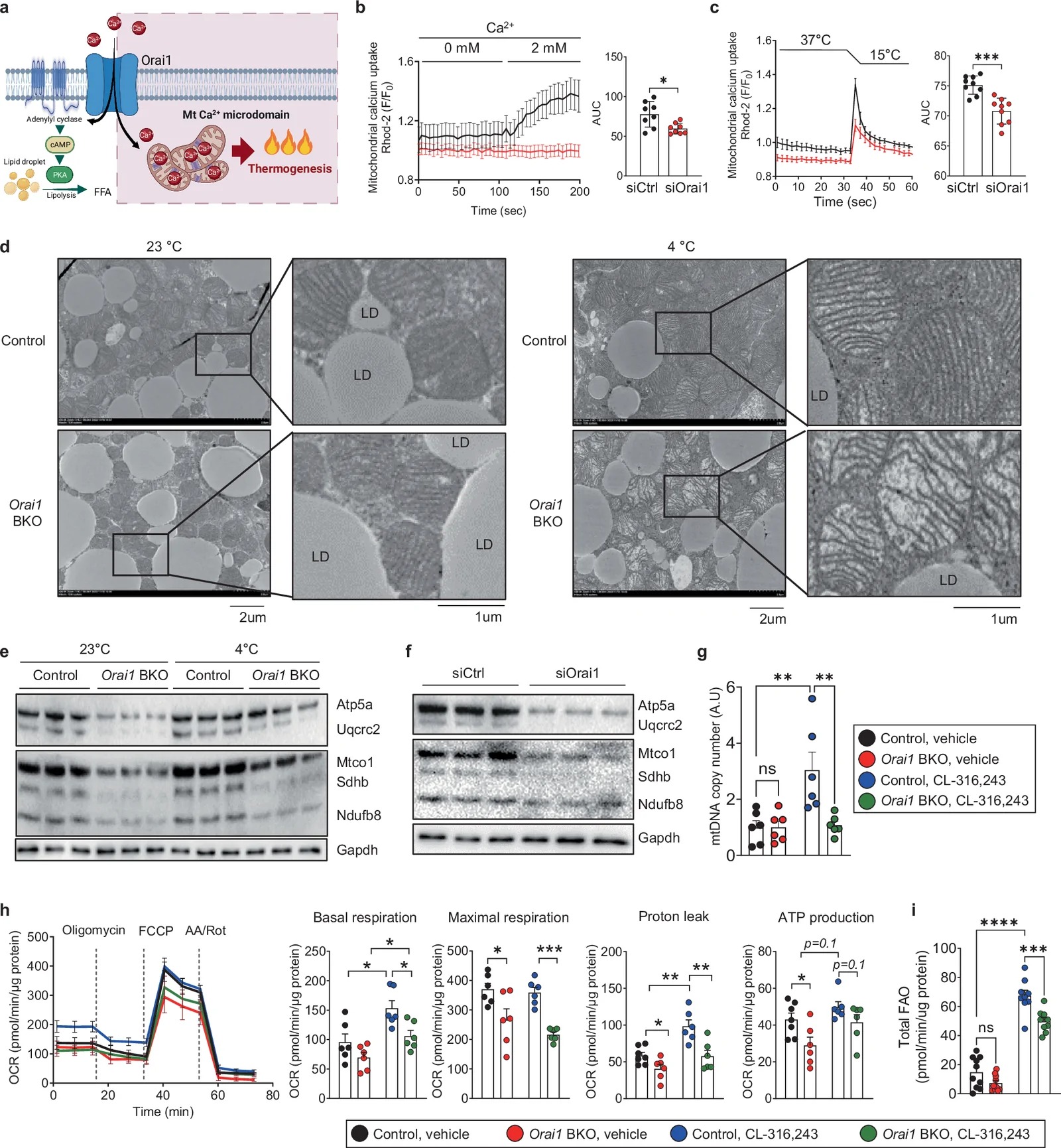 Orai1 deficiency impairs mitochondrial Ca2+ uptake and structural remodelling during thermogenic activation. (a) Model illustrating that cold-induced Ca2+ influx via Orai1 is essential for mitochondrial Ca2+ uptake and subsequent thermogenesis. (b) Rhod-2 fluorescence imaging of mitochondrial Ca2+ in siCtrl and siOrai1 cells. (c) Quantification of mitochondrial Ca2+ uptake following temperature shifts (37 degrees C to 15 degrees C). (d) Transmission electron microscopy images of BAT from control and brown adipocyte-specific Orai1 knockout (BKO) mice exposed to cold for 6 h. (e) Western blot analysis of oxidative phosphorylation proteins in control and Orai1 BKO brown adipose tissue after cold exposure (4 degrees C) for 6 h. (f) Western blot analysis of oxidative phosphorylation proteins during differentiation of preadipocytes to brown adipocytes treated with siOrai1. (g) Mitochondrial DNA copy number measured in control and Orai1-deficient cells with CL316243 treatment. (h) Oxygen consumption rate (OCR) analysis of Orai1-deficient adipocytes treated with CL316243. (i) Fatty acid oxidation (FAO) assay of Orai1-deficient adipocytes treated with CL316243. Data are presented as mean +/- SEM. Statistical significance *P < 0.05, **P < 0.01, ***P < 0.001, ****P < 0.0001. FCCP, carbonyl cyanide-4-(trifluoromethoxy)phenylhydrazone; FFA, free fatty acid; ns, not significant.