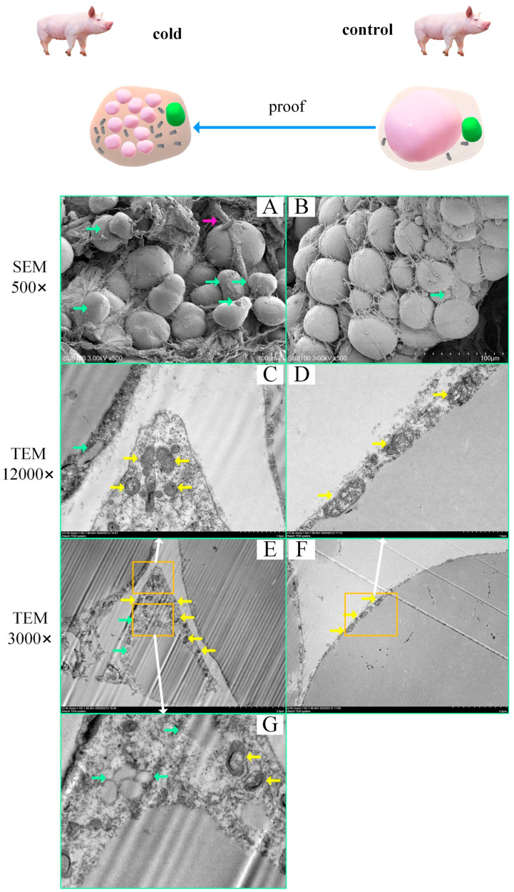 Cold Exposure Induces Subcellular Structural Changes in the Inguinal Adipose Tissue of Pigs. ( A , B ) Scanning electron microscopy images of the cold exposure and control groups, with the green arrows indicating multilocular lipid droplets in adipocytes and the purple arrows indicating blood vessels or lymphatic vessels. ( C - G ) Transmission electron microscopy images of the cold exposure and control groups. ( E ) A typical brown adipocyte showing multiple small lipid droplets within the cell and a greater number of mitochondria. ( C , G ) are close-ups of ( E ). ( D ) is a close-up of ( F ). The orange arrows indicate mitochondria.