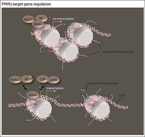 During differentiation a myriad of adipogenic loci are under the influence of chromatin modifying complexes. This figure outlines 2 major points of regulation of adipogenesis. b) PPARγ target regulation. PPARγ acts on a variety of genes implicated in adipocyte differentiation and function.