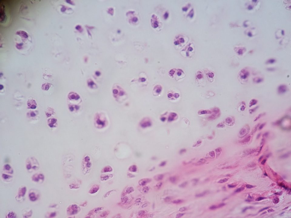 Hyaline cartilage histological section, H&E stain. Chondrocytes are visible as dark-staining nuclei within clear lacunae in the pale cartilage matrix. Basophilic (blue-purple) matrix reflects proteoglycan and collagen content.