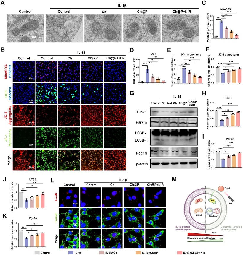 Ch@P maintains mitochondrial homeostasis by regulating mitophagy. (A) TEM images of mitochondria in chondrocytes after different treatments. (B-F) Immunofluorescent staining and quantitative analyses of cytosolic ROS level, mitochondrial ROS level, JC-1 monomers (green) and JC-1 aggregates (red) in different groups. (G-K) The protein expression of mitophagy-related markers (Pink1, Parkin, LC3B and Pgc1alpha) in different groups. (L) Co-localisation of LC3B and Tom20 in different groups. Data are presented as means +/- SD derived from three or four replicates.