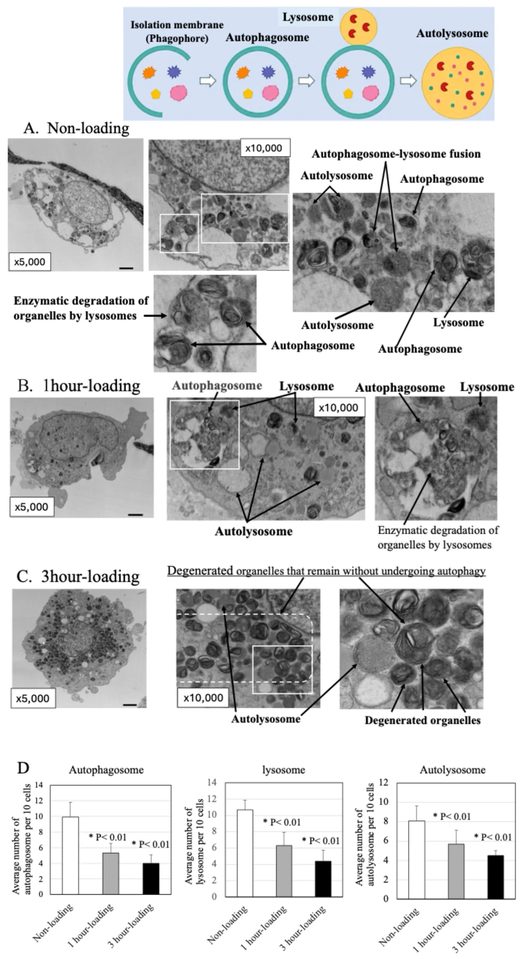 Transmission Electron Microscopy (TEM) analysis. (A): In chondrocytes of the non-loading group, a large number of autophagosomes and lysosomes showing the autophagy process, as well as autolysosomes after digestion of organelles, were observed. (B): In chondrocytes of the 1 h loading group, although fewer in number than in the no-load group, autophagosomes, lysosomes, and autolysosomes were seen indicating that the autophagy process was observed. (C): In chondrocytes of the 3 h loading group, the number of autophagosomes and autolysosomes was lower compared to the no-load and 1 h loading groups. On the other hand, there were numerous degenerated organelles that had not undergone autophagy within the chondrocytes. This suggests the accumulation of defective mitochondria and abnormal cellular proteins within the cells. (D): The numbers of autophagosomes, lysosomes, and autolysosomes per cell were significantly lower in mechanical loading groups than in non-loading group (* p < 0.01).