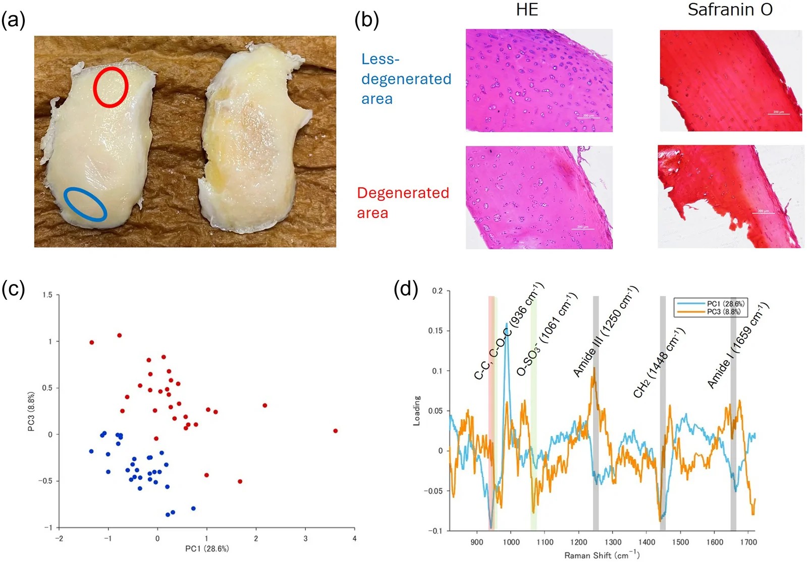 Representative specimens of human knee joint cartilage (distal femur). (a) macroscopic photograph, (b) H&E staining and Safranin O staining of tissue section. Superficial, middle and deep zones of articular cartilage visible with chondrocytes arranged in characteristic columns in the proliferative and hypertrophic zones. Safranin O staining (red) shows proteoglycan content; reduced staining in degenerated areas indicates matrix loss.