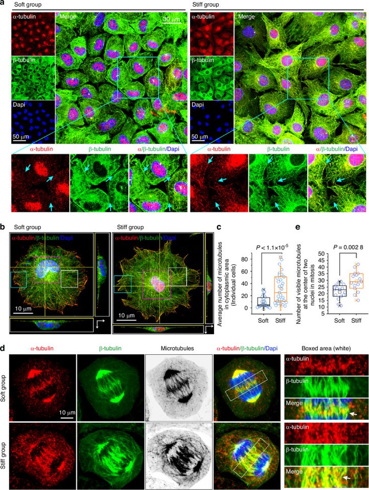 Changes in microtubule bundles in mitotic chondrocytes in response to substrates with different stiffnesses. a Representative CLSM images showing changes in microtubule bundles in chondrocytes in response to soft/stiff substrates. The cyan arrows indicate microtubule connections between the two cells. b Top-view CLSM images showing morphological changes in the microtubules of individual chondrocytes in response to soft/stiff substrates. c Quantitative analysis of the total number of microtubules in the cytoplasmic region showed that more microtubule bundles were formed on the stiff substrate than on the soft substrate. The results are based on 30 cells from five independent experiments. d Representative CLSM images showing the distribution of microtubules in mitotic chondrocytes in response to soft or stiff substrates (n = 5). Boxed areas (right) indicate changes in microtubule bundles at the center of the two nuclei. White arrows indicate different morphologies and distributions of microtubule bundles in the center of the two immature nuclei at anaphase. e Quantitative analysis of the number of microtubule bundles at the center of the two nuclei in mitotic chondrocytes. The results are based on 15 cells from five independent experiments.