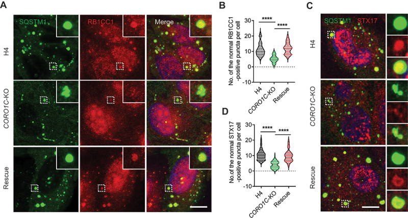 CORO1C deficiency impairs the formation of phagophore and autophagosomes. (A) Representative confocal image of wt, CORO1C-KO and rescued H4 cells immunolabeled with anti-SQSTM1/p62 and anti-RB1CC1 after starved for 4 h. DAPI was used to stain the nucleus (blue). Regions outlined with white dashed lines are magnified in the insets. Scale bar: 10 um. (human (H4 neuroblastoma cells, CORO1C-KO); Figure 3, panel A (representative confocal IF of SQSTM1/p62 and RB1CC1 autophagosome markers).)