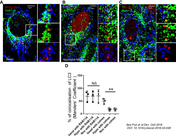 Microtubule disruption maintains the association of LC3 with RAB11A. A, under steady-state conditions, the RAB11A-positive compartment (green) and the calnexin-positive compartment (blue) are closely associated, making it difficult to determine with which compartment LC3 (red) is primarily associated. Disruption of microtubules by hypotonic treatment (1:3 full medium:water for 5 min) separates the two compartments, revealing LC3 co-localisation with RAB11A.