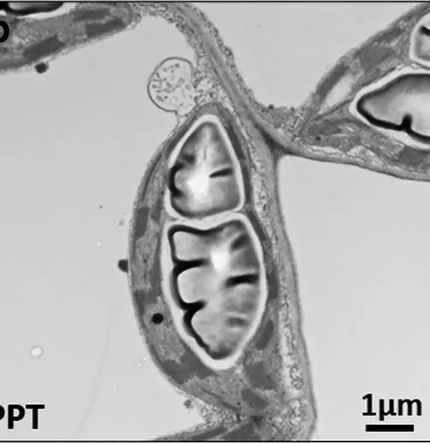 Autophagosome-like structures adjacent to a chloroplast with swollen starch grains, in a tomato leaf cell infected with PPT phytoplasma, by TEM. Scale bar 1 um.