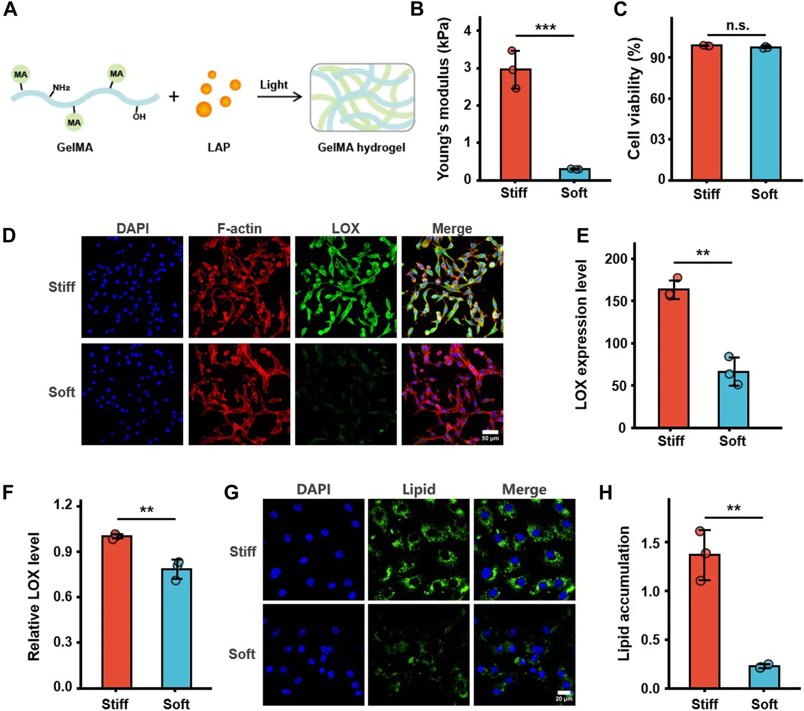 Panel G, "Soft" row: DAPI (blue) and BODIPY-stained lipid droplets (green) in differentiated 3T3-L1 adipocytes on a soft hydrogel substrate. Part of a composite figure on substrate stiffness and adipogenesis.