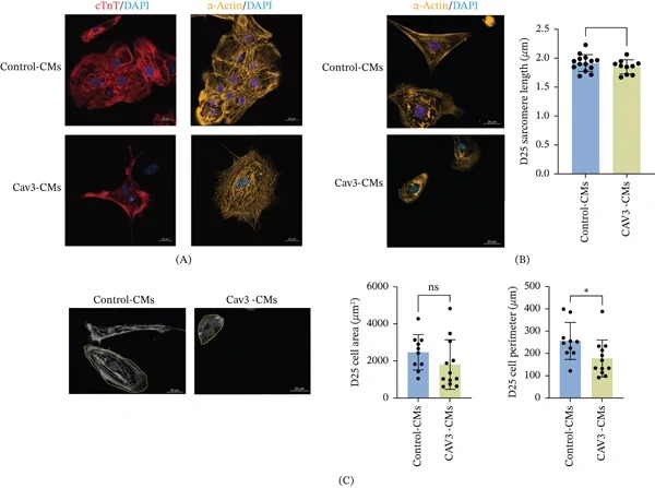 Detection of CAV3-CMs structure. (A) Immunofluorescence staining of cTnT and alpha-actin, red for cTnT, yellow for alpha-actin, blue for cell nucleus. (B) ImageJ software was used to measure sarcomere length in micrographs of differentiated cardiomyocytes. The yellow straight lines indicate the regions subjected to measurement. The bar graphs represent the statistical analysis of the sarcomere length measurements. (C) ImageJ software was employed to measure cell perimeter and cell area in micrographs of differentiated cardiomyocytes. The yellow lines trace the cell perimeter, and the areas enclosed by the yellow lines denote the cell areas. The bar graphs depict the statistical results of the sarcomere length measurements. (Figure 3.)