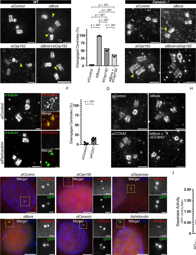 Representative U-ExM images of centrioles in G2 phase hTERT-RPE1 cells stained for alpha-tubulin and treated as indicated. (human (hTERT-RPE1); Fig. 8, panels A, C, E, G (U-ExM micrographs, left column of figure; cols 14-647 of 800x838 figure).)