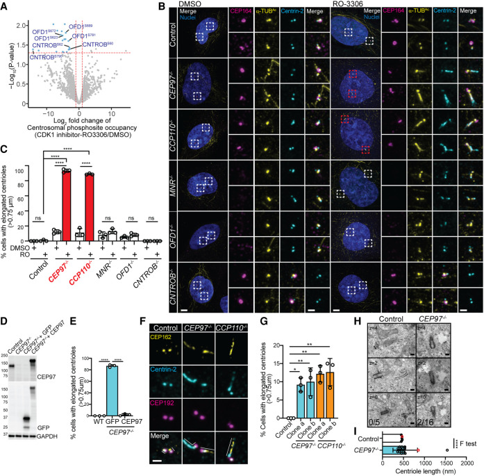 Panel B, "Control" (DMSO) column: CEP164 (magenta, distal appendage), alpha-tubulin (yellow, centriolar microtubules) and Centrin-2 (cyan) in human RPE1 cells, showing a normal centriole pair. Part of a composite figure on CDK1 and centriole length regulation.