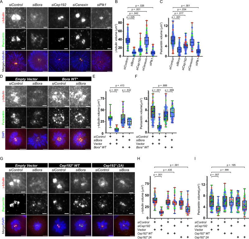 Representative images of G2 phase centrosomes stained with γ-tubulin (red) and pericentrin (green) in hTERT-RPE1 cells treated with indicated siRNAs (siControl, siBora, siCep192, siCenexin, siPlk1). Quantification for centrosomal levels of γ-tubulin and pericentrin from cells treated with siRNAs or expressing rescue transgenes is shown alongside representative images. (human (hTERT-RPE1 cells); Figure 7, full figure (panels A–I).)