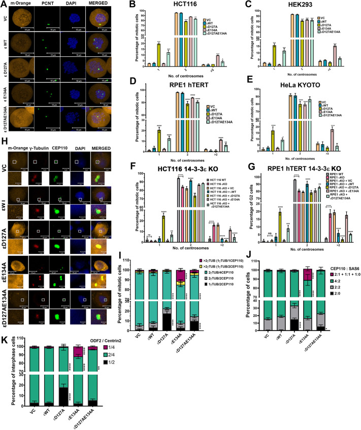 14-3-3e mutants alter centrosome numbers in different cell lines. (A,B) HCT116 cells were transfected with the mOrange vector control (VC), and mOrange-tagged wild-type (WT) and mutant (D127A, E134A, D127AE134A) 14-3-3e constructs. The cells were arrested in mitosis with nocodazole, stained with antibodies to pericentrin (green) and counterstained with DAPI (blue). The number of mitotic cells showing indicated centrosome numbers was quantified.