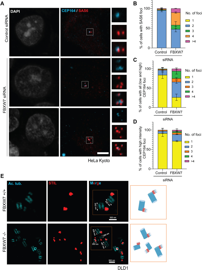 FBXW7 depletion induces supernumerary centrioles with multiple mother-daughter pairs. A, representative confocal microscopic images of G1/S synchronized HeLa Kyoto cells treated with control or FBXW7 siRNA (48 h) stained for CEP164 and SAS6. Scale bar = 5 um. While the vast majority (>~95%) of control cells carry two centrioles, ~50% FBXW7-depleted cells possess supernumerary (3 and more) centrioles with concomitant reduction of cells with two centrioles as shown. B, plot of percentage of cells with different numbers of SAS6 foci as indicated in control versus FBXW7 siRNA-treated G1/S synchronized HeLa Kyoto cells. C, plot of percentage of cells with different numbers of CEP164 foci as indicated in control versus FBXW7 siRNA-treated G1/S synchronized HeLa Kyoto cells.