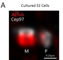 Drosophila procentriole biology can readily be investigated using ExM. (A) ExM of S2 cells immunostained for acetylated tubulin (AcTub; red) and the centriole distal tip protein Cep97 (gray). M, mother centriole; P, procentriole.