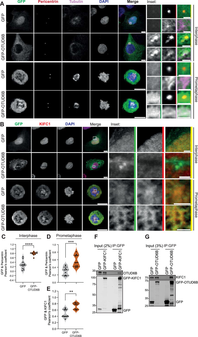 OTUD6B localises to centrosomes and interacts with KIFC1. (A, B) OTUD6B co-localises with pericentrin in interphase cells and prometaphase cells (A) and with tubulin (A) and KIFC1 at prometaphase (B). U2OS cells transfected with GFP or GFP-OTUD6B for 48 h before staining, representative maximum-intensity projections imaged with Zeiss LSM800 confocal.