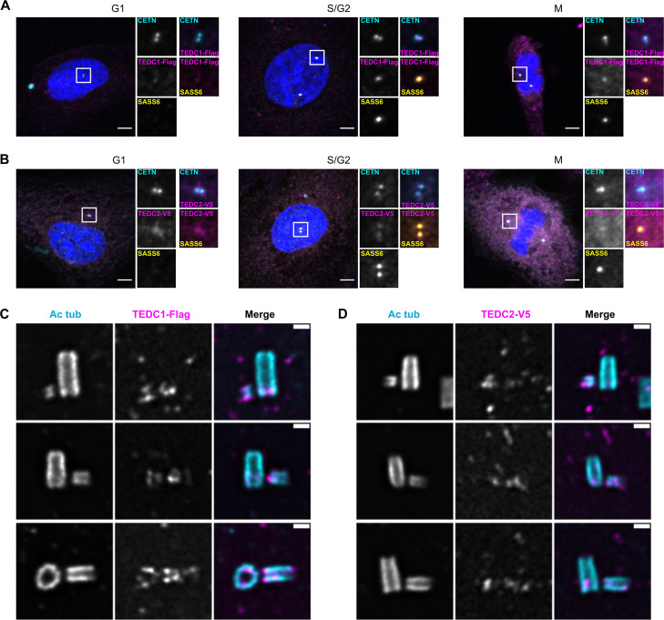 TEDC1 and TEDC2 localize to centrioles. (A) Immunofluorescence staining of TEDC1 rescue cell lines expressing TEDC1-Halotag-3xFlag in G1, S/G2, and M. Images are maximum projections of confocal stacks. Blue: DAPI; Cyan: Centrin (CETN); Magenta: TEDC1-Halotag-3xFlag (localized with anti-Flag antibody); Yellow: SASS6. Scale bar: 5 um. (B) Immunofluorescence staining of TEDC2 rescue cell lines expressing TEDC2-V5-APEX2 in G1, S/G2, and M. Blue: DAPI; Cyan: Centrin (CETN, localized with anti-GFP antibody recognizing GFP-centrin); Magenta: TEDC2-V5-APEX2 (localized with anti-V5 antibody); Yellow: SASS6. Scale bar: 5 µm.