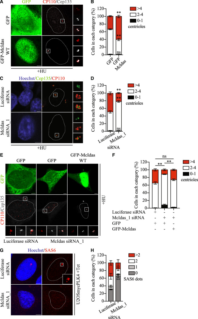 McIdas is essential for centriole amplification. (A) U2OS cells were treated with hydroxyurea (HU) and 24 h later were transfected with vectors expressing GFP-tagged McIdas or GFP alone as a control. Cells were fixed with methanol 48 h after transfections and centriole numbers were counted using antibodies against Cep135 and CP110, to mark the proximal and distal parts of the centrioles, respectively. (B) Quantification of centriole numbers per cell in GFP- and GFP-McIdas-overexpressing cells. (C) U2OS cells were transfected with McIdas siRNA_1 or control siRNA oligos. 24 h later, after a second transfection with the indicated siRNAs, cells were treated with HU for an additional 48 h. Cells were fixed, and centriole numbers were determined by staining with antibodies against Cep135 and CP110. (D) Quantification of centriole numbers per cell in control and McIdas-depleted cells. (E) U2OS cells were transfected twice with McIdas siRNA_1 or control siRNA oligos. 24 h after the second siRNA transfection, cells were transfected with vectors expressing either GFP-tagged McIdas or GFP alone as a control and then treated with HU for an additional 48 h. (F) Quantification of centriole numbers per cell. (G) U2OS cells expressing myc-PLK4 under a tetracycline-dependent promoter were transfected with McIdas siRNA_1 or control siRNA oligos. A second transfection followed 24 h later, and then cells were treated with tetracycline to induce myc-PLK4 overexpression. Cells were fixed and immunostained for SAS6. (H) Quantification of SAS6 foci in control and McIdas-depleted cells overexpressing PLK4. Nuclear boundaries are outlined and white boxes indicate regions shown as higher-magnification images. DNA was stained with Hoechst. Scale bars, 5 μm.