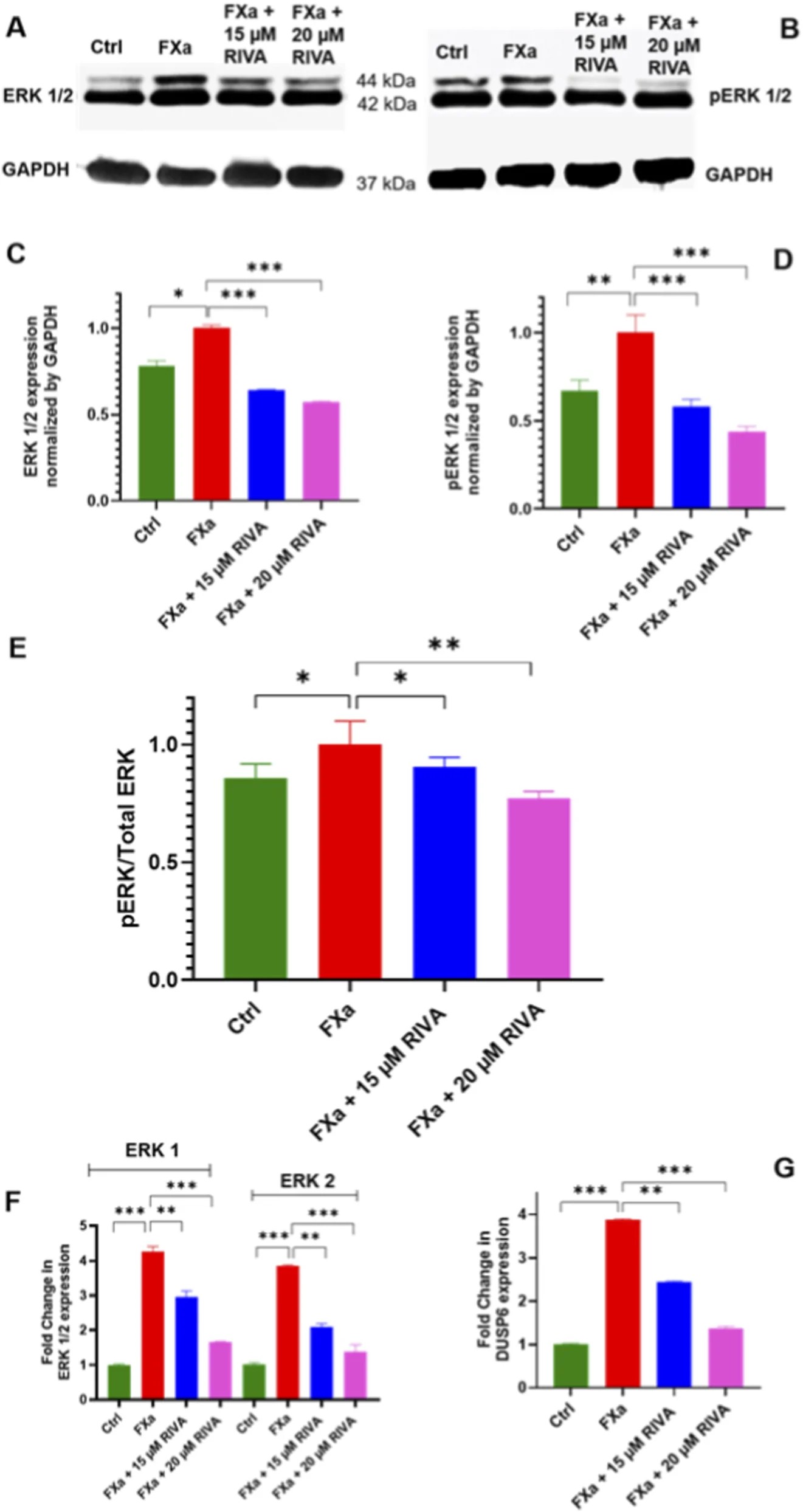 Phenotypic validation of hBM-MSC-derived chondrocytes following chondrogenic differentiation. Human bone marrow-derived mesenchymal stem cells (hBM-MSCs) were differentiated using a 28-day three-dimensional chondrogenic induction protocol. Validation panels include Alcian blue staining, collagen type II (COL2A1) immunofluorescence, and SOX9 immunofluorescence. (human (bone marrow-derived MSC chondrocytes, in vitro 28-day chondrogenic differentiation); Figure 4.)