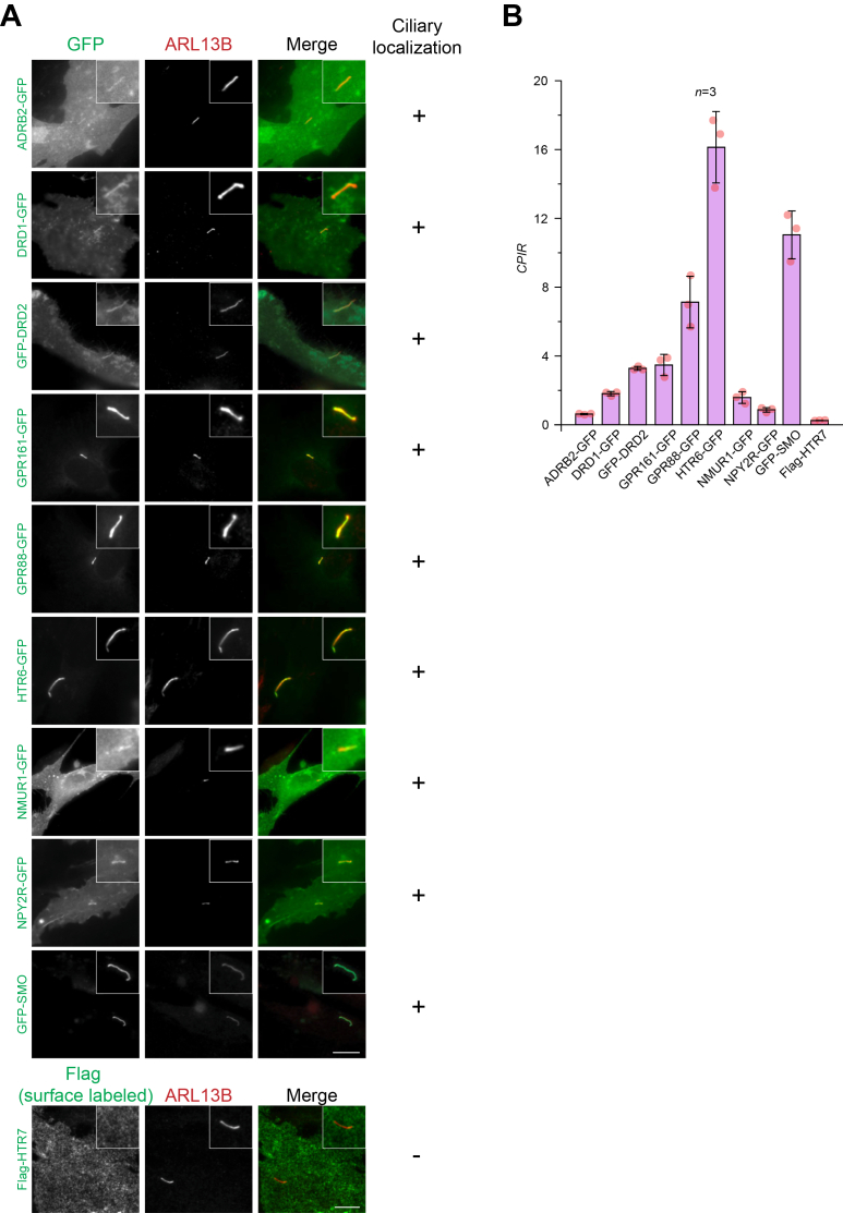 The GPCRs used in this study localize to the cilium. A, RPE1 cells transiently expressing indicated GFP- or Flag-tagged GPCR were fixed and processed for immunofluorescence. Cilia were identified by immunostaining endogenous ARL13B. In each image, the cilium of interest is enlarged and highlighted in a box at the upper right corner. Flag-HTR7 served as a nonciliary GPCR (negative control).