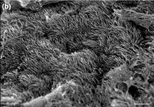 Motile cilia covering the apical surface of a bioengineered nasal epithelial construct, by scanning electron microscopy. One panel cropped from a larger figure on ciliary ultrastructure. Scale bar 10 um.