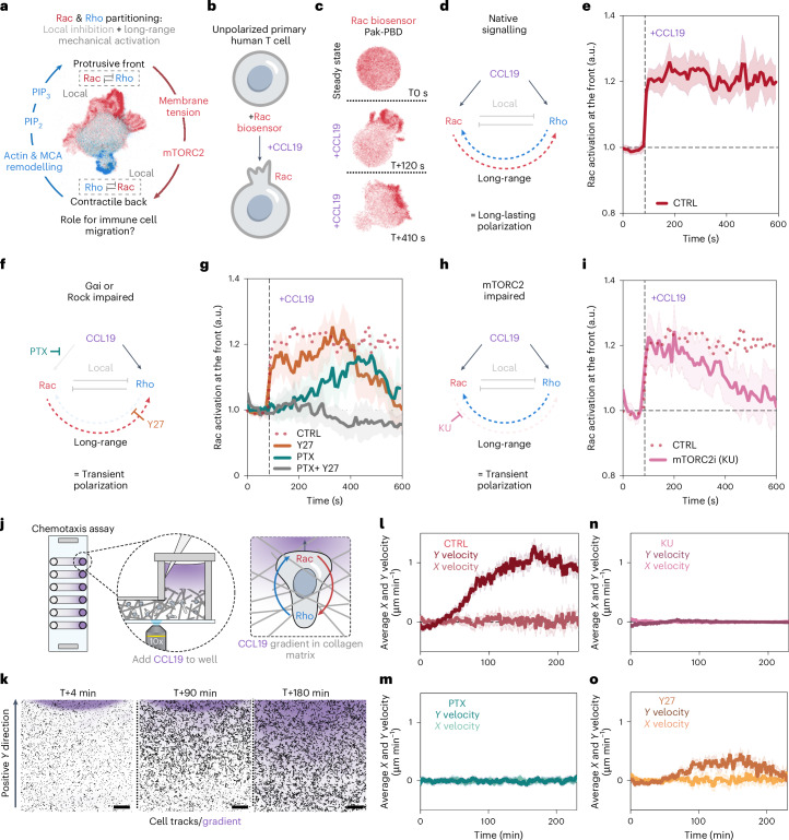Long-range mutual activation establishes robust Rho and Rac polarity during primary T cell migration. a , Confocal image of a migrating human primary T cell expressing the polarity biosensors for Rac (PAK-PBD) and Rho (AnillinRBD). Activating either Rho or Rac leads to a robust establishment of polarity and that Rho and Rac both mutually reinforce each other at a distance. b , Primary human T cell