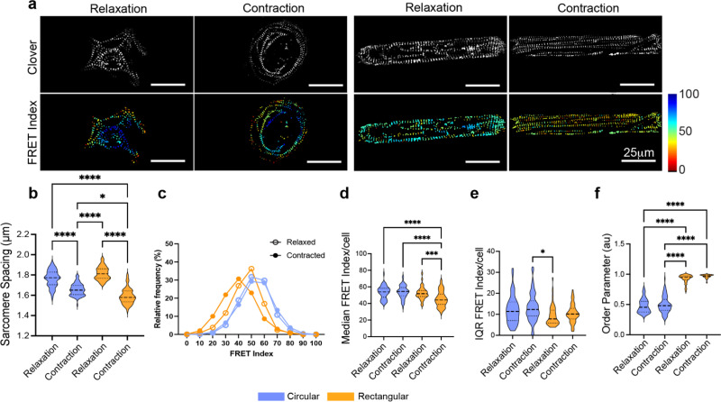 Sarcomeric organization and tension in shape-patterned CMs. (a) Fluorescent images (clover) and FRET index of circular and rectangular patterned hiPSC-CMs in relaxation and contraction state. (b) Violin plots of sarcomere spacing, (c) distribution plot of FRET index, (d) violin plots of median FRET index/cell, (e) IQR, and (f) order parameter (arbitrary units) in circular (blue) and rectangular (orange) shaped hiPSC-CMs in relaxation and contracted state. * P < 0.05, ** P < 0.01, *** P < 0.001, **** P < 0.0001, by Kruskal-Wallis test; 32 < n < 78 cells per condition. (FIG. 2..)