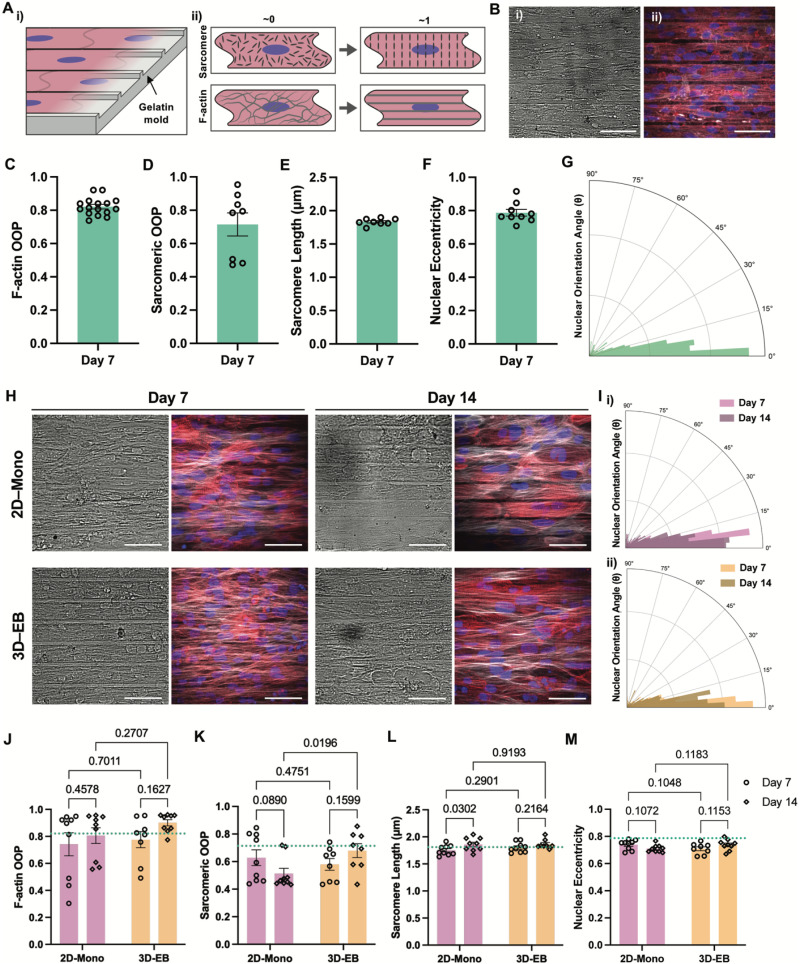 Structural phenotyping of engineered laminar cardiac tissues. (a) Schematic of anisotropic laminar tissue formation using gelatin molds (ridge width 25 um, groove width 4 um, and groove depth 5 um) (i) and quantification of alignment by OOP (ii). (b) Representative bright-field and immunofluorescence images of NRVM tissues at day 7 stained for alpha-actinin (red), F-actin (white), and nuclei (blue). (c)-(g) Quantification of F-actin OOP, sarcomere OOP, sarcomere length, nuclear eccentricity, and orientation. (h) Representative images of micromolded hiPSC-CM tissues from 2D-Mono and 3D-EB cultures at days 7 and 14. (i)-(m) Comparative analysis of myofibrillar and nuclear organization in 2D-Mono and 3D-EB tissues on days 7 and 14. Scale bar: 50 um in (b) and (h). Values are presented as mean +/- SEM. (FIG. 2..)