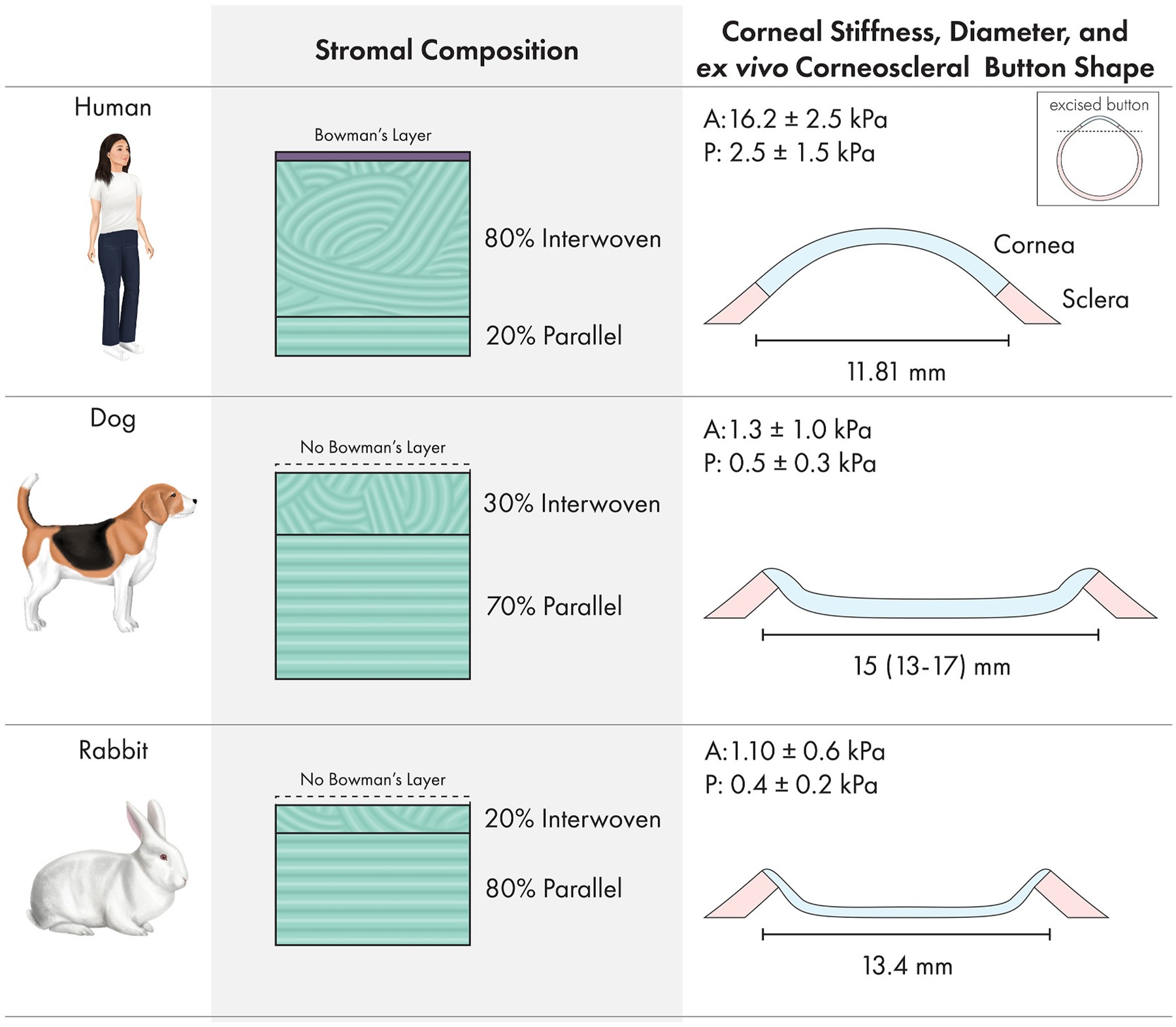 Dramatic differences in collagen fiber structure between human and domestic mammal corneas. A Bowman's layer is present in humans (absent in dogs and rabbits). The human corneal stroma shows highly organized orthogonally-arranged collagen lamellae. Note the distinct Bowman's layer at the anterior surface in the human section and the differences in collagen fibril diameter and lamellar organization. (Homo sapiens; Figure 10.)