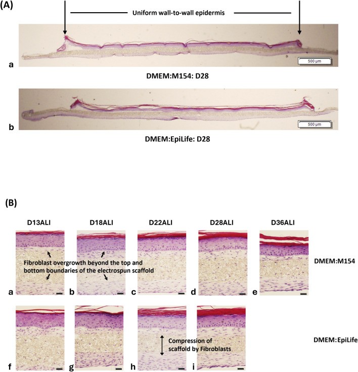 Haematoxylin-and-eosin-stained cross-section of a full-thickness skin model produced from normal human epidermal keratinocytes (HEKn) and dermal fibroblasts, showing the stratified epidermis with a flattened, anucleate stratum corneum layer of corneocytes at the surface. (human (in vitro full-thickness skin model from normal human epidermal keratinocytes); Figure 5.)