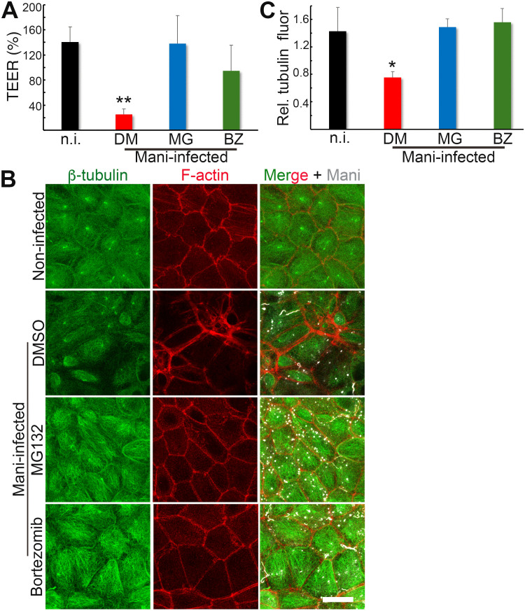 Mani induces proteasome-dependent disruption of the microtubule and F-actin cytoskeletal network. RPTECs were infected with Mani from the basolateral side and treated with inhibitors (MG132: MG or Bortezomib: BZ) or DMSO (control) at 5 h p.i. (A) Transepithelial electrical resistance (TEER) measurements at 24 h p.i. (B) Representative confocal images of infected cells at 24 h p.i. Microtubules (β-tubulin) were stained with Alexa Fluor 488-labeled antibodies (green), F-actin with rhodamine-phalloidin (red), and Mani with Alexa 647-labeled antibodies (artificially recolored to white). Scale bar: 10 μm. (C) Relative fluorescence intensity of β-tubulin.