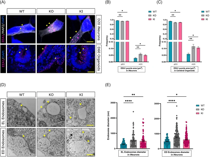 Enlargement and altered distribution of early endosomes in SORL1 p.Y1816C and KO neurons and organoids. (A) Representative immunofluorescence images showing EEA1-positive early endosomes in WT, SORLA KO, and KI 2D neurons at day 20 and 3D cerebral organoids at day 60; (B) Size distribution of EEA1+ puncta in 2D neurons, showing the proportion of standard-sized (<=0.5 um2) and enlarged (>0.5 um2) EEA1-positive endosomes across genotypes.
