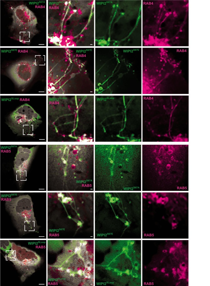 HK2 cells were transiently transfected with plasmids carrying the indicated EGFP-WIPI2 variants with mCherry-RAB5 or RFP-RAB4. (human (HK2 kidney); Figure 4 -- figure supplement 2, panels A, B (confocal fluorescence; micrograph section rows 30-943 of figure).)