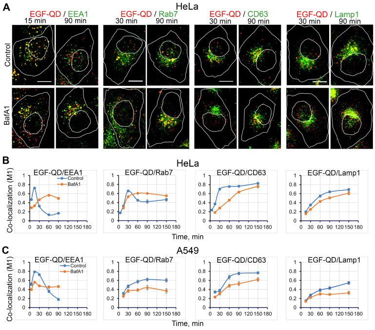 Co-localization dynamics of EGF-QDs with specific endocytic markers in cancer cell lines in control conditions and after BafA1 pretreatment. (A) Confocal images of HeLa cells that were incubated with EGF-QDs (red). The cells were then fixed and immunostained with an anti-EEA1, anti-Rab7, anti-CD63, and anti-Lamp1 antibodies (green). Each image is a maximum intensity projection of a Z-stack onto a single image, representative of the corresponding time point in at least three independent experiments. The white lines in the images delineate the boundaries of the cells and nuclei according to differential interference contrast. Scale bars: 10 μm. (B, C) Manders' coefficients (M1) of co-localization between EGF-QDs and specific endocytic markers in HeLa cells (B) and A549 cells (C).