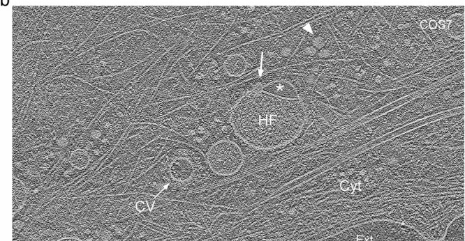 Cryo-electron tomography observation of hemifused vesicles at the leading edge of cultured cells. b Representative cryo-electron tomogram slice of the border of a COS-7 cell highlighting cytoskeletal components, endosome-like vesicles (En), a clathrin-coated vesicle (CV), and a hemifusome (HF). A single bilayer or hemifusion diaphragm separates the hemifused vesicles. The larger vesicle has a fine granular content, and the smaller hemifused vesicle has a smooth translucent lumen (*). The arrowhead points to the proteolipid particle and arrow points to the nanodroplet at the rim of the hemifusion diaphragm (representative from at least 10 tomograms). Scale bar: 100 nm.