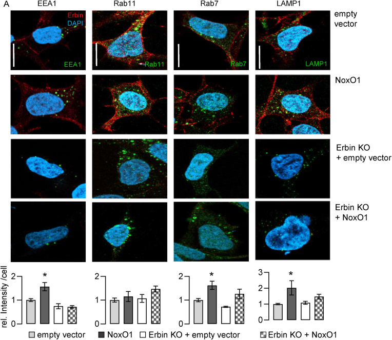 NoxO1 and Erbin cooperatively regulate endosomal pathways in Hek293 cells. Analyses of endosomal markers in resting cells with or without Erbin knock out (Erbin KO) overexpressing an empty vector or NoxO1 (OE): Early endosome antigen 1 (EEA1) for early endosomes, n = 6; Ras-related protein 11 (Rab11) for recycling endosomes, n = 6; Ras-related protein 7 (Rab7) for late endosomes, n = 3; Lysosome a