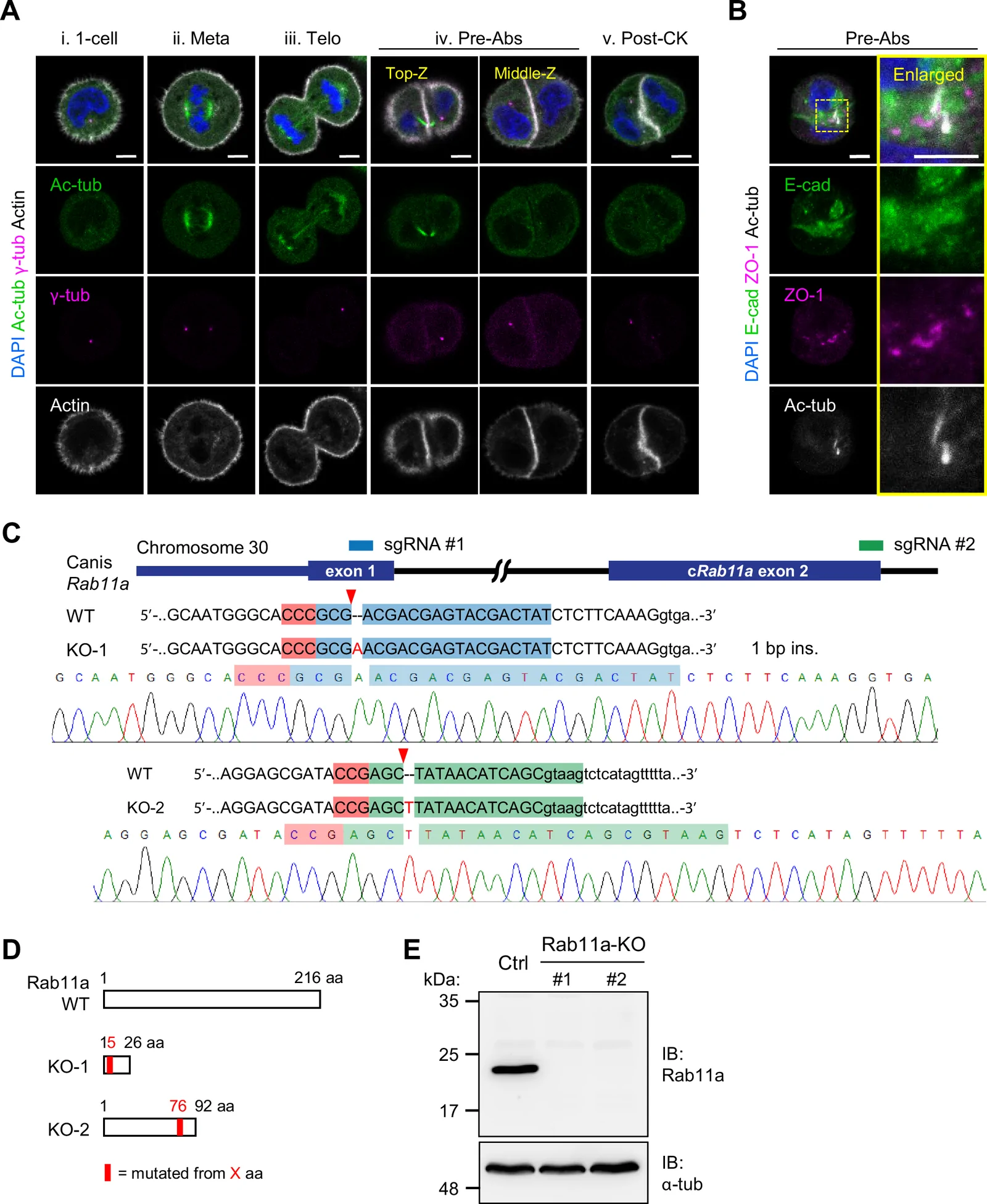 Localization of cell-cell junction components during de novo epithelial polarization and generation of Rab11a-KO MDCK cell lines. (A, B) Single MDCK cells after 12 hr of culture in Matrigel. Immunostaining signals of the indicated markers are shown: centrosome marker gamma-tubulin, polarity protein Par3, acetyl-tubulin, actin, E-cadherin (E-cad), ZO-1, and DAPI. Single confocal sections through the middle of cysts are displayed.