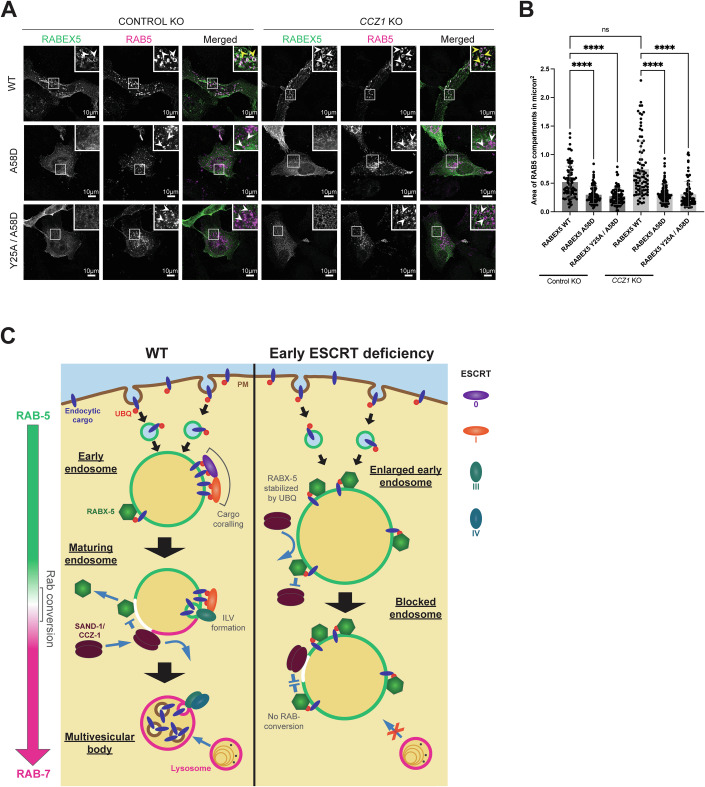 Rabex5 recruitment to endosomes depends on ubiquitin binding in mammalian cells. (A) Enlarged Rab5 (magenta) early endosomes become smaller when Rabex5 carries mutations in its ubiquitin binding site. Mutated Rabex5 (green) is predominantly cytoplasmic. Similar effects can be seen in a CCZ1 KO background where Rab conversion is blocked.