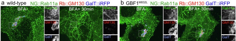 Dynamics of recycling endosomes (REs) in GBF1 M832L cells. a , b Localization of REs in wild-type ( a ) and GBF1 M832L cells ( b ) before (left) and 30 min after BFA administration (right). Magnified black-and-white single-channel images of the insets are shown in the right panels. The images show Ruby::GM130 in red, GalT::iRFP713 in blue, and NeonGreen::Rab11a in green.