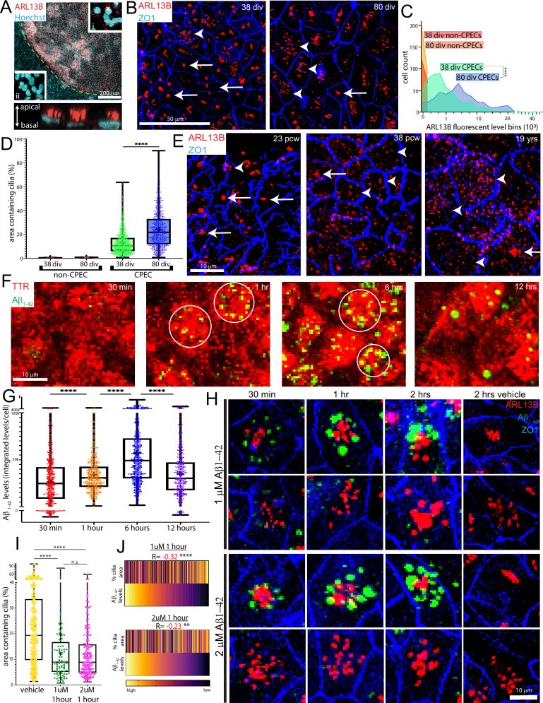 Dynamic and interacting multiciliated and amyloid-beta uptake phenotypes of human choroid plexus epithelial cells (dCPECs) derived from H1 ESCs. Images are en face maximal projections showing multiciliated ependymal-type cells with beating cilia and choroid plexus morphology. (human (choroid plexus epithelial cells derived from H1 ESCs in vitro); Figure 2.)