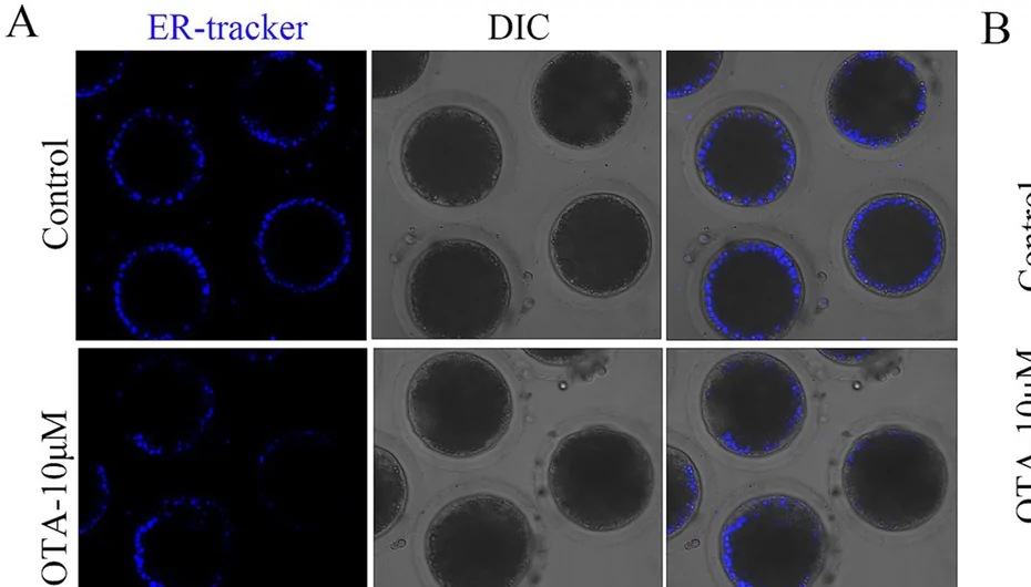OTA induces GRP78-based ER stress in porcine oocytes. (A) Endoplasmic reticulum fluorescence staining showed that the fluorescence of treatment group was significantly decreased. Blue, endoplasmic reticulum. Bar = 50 um.