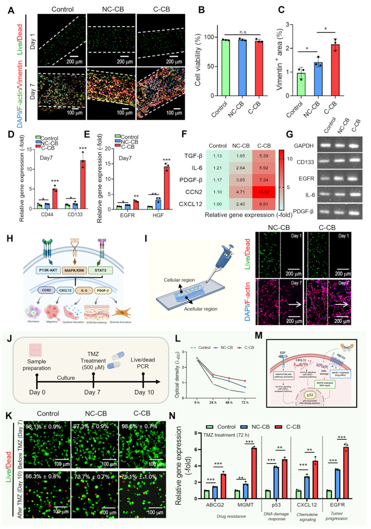 Biological performance of bioprinted GelMA/dECM composite constructs for in vitro GBM modeling. (A) Live/Dead images at day 1 demonstrating uniformly high cell viability across printed constructs and DAPI/F-actin (green)/vimentin (red) staining at day 7 showing enhanced cytoskeletal organization and increased vimentin expression in dECM-containing groups, most prominently in C-dECM (C-CB) constructs. (B) Quantified cell viability (n = 3) after printing (>93-95% survival). (C) Quantification of vimentin+ area (n = 3). (D,E) Gene expression analysis of glioma stem-like markers (CD44, CD133) and oncogenic growth factor signaling components (EGFR, HGF) in control, NC-CB, and C-CB constructs (n = 3). (F) Heat map of GBM-associated genes (e.g., TGF-beta, IL-6, PDGF-beta, CCN2, CXCL12) (n = 3). (G) Representative RT-qPCR electrophoresis. (H) Schematic of growth factor-mediated PI3K-AKT/MAPK/STAT3 pathways associated with stemness, invasion, and stromal remodeling. (I) Schematic and representative images of the 3D invasion assay consisting of adjacent cellular and acellular regions. Live/Dead staining on day 1 and DAPI (blue)/F-actin (red) staining on day 7. White arrows indicating the direction of cell invasion. (J) Experimental timeline of the temozolomide (TMZ) response assay. (K) Live/Dead images before TMZ treatment on day 7 and after 72 h of TMZ treatment on day 10. (L) Time-dependent changes in cell proliferation of the control, NC-CB, and C-CB constructs at 0, 24, 48, and 72 h after TMZ treatment (n = 3), measured by CCK assay. (M) Schematic illustrating TMZ-induced DNA damage, p53-associated stress responses, and major drug-resistance mechanisms. (N) Relative expression of the drug resistance-associated genes (ABCG2 and MGMT), the DNA damage response-associated gene (p53), the chemokine signaling-associated gene CXCL12, and the oncogenic signaling-associated gene EGFR after 72 h of TMZ treatment (n = 3). One-way ANOVA followed by Tukey's HSD post-hoc test was used for multiple comparisons. (Figure 6.)
