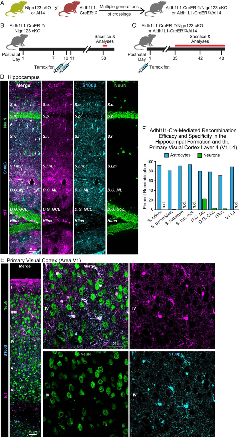 Nlgn1-3 are efficiently and selectively deleted in astrocytes by crossing triple Nlgn1-3 conditional KO mice with Aldh1l1-CreER T2 driver mice and inducing Cre-activity with tamoxifen early during postnatal development. ( A ) Breeding strategy. Triple conditional KO mice carrying floxed Nlgn1, Nlgn2, and Nlgn3 alleles or mice with a Cre-sensitive tdTomato (tdT) reporter allele (Ai14) were crossed with pan-astrocyte, tamoxifen-inducible Aldh1l1-CreER T2 BAC transgenic mice. ( B, C ) Two different tamoxifen-induced Cre-activation schedules were used to delete Nlgn1-3 in astrocytes. Aldh1l1-CreER T2 mice and controls (littermate Nlgn1-3 cKO mice lacking the Aldh1l1-CreER T2 allele) were injected with tamoxifen at P10 and P11 ( B ) or at P1 ( C ). ( D, E ) To confirm the specificity and efficiency of the deletion of target genes in astrocytes using the Aldh1l1-CreER T2 BAC transgenic mouse line via tamoxifen injection at P1, Cre-recombination was visualized in the hippocampus ( D ) and primary visual cortex ( E ) via expression of tdT in reporter mice (magenta). Sections were additionally labeled for NeuN to mark neurons (green) and S100beta to mark astrocytes (blue). ( F ) The Aldh1l1-CreER T2-induced deletion of floxed genes produced by P1 tamoxifen injections is effective and selective for astrocytes as quantified using expression of tdTomato in reporter mice. tdTomato expression was quantified in the CA1 region of the hippocampus (the S. oriens, S. pyramidale, S. radiatum, and S. lacunosum-moleculare), the dentate gyrus (molecular layer [ML], granule cell layer [GCL], and hilus), and layer IV of the primary visual cortex. (mouse (Aldh1l1-CreER T2 x Ai14 tdTomato reporter mice; P1 tamoxifen injection showing pan-astrocyte Cre activity in hippocampus and visual cortex); Figure 2..)